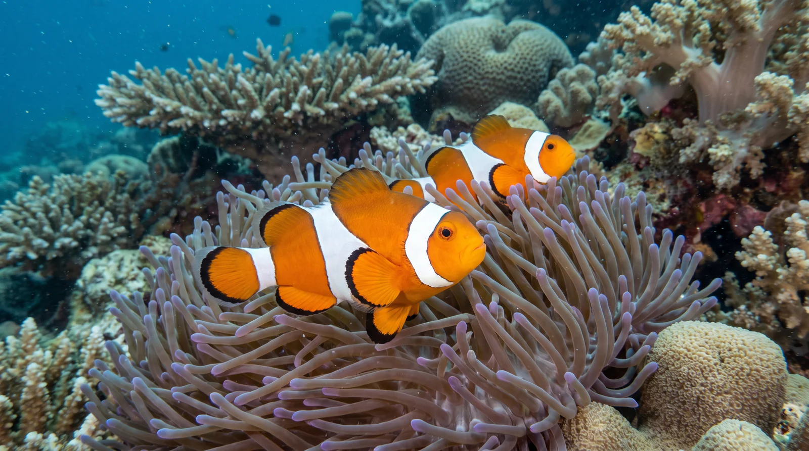 Clownfish (Ocellaris)