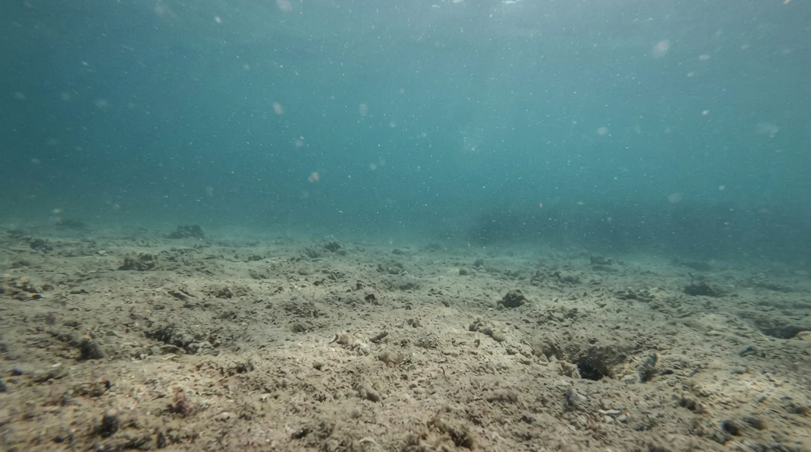 Moalboal Bay