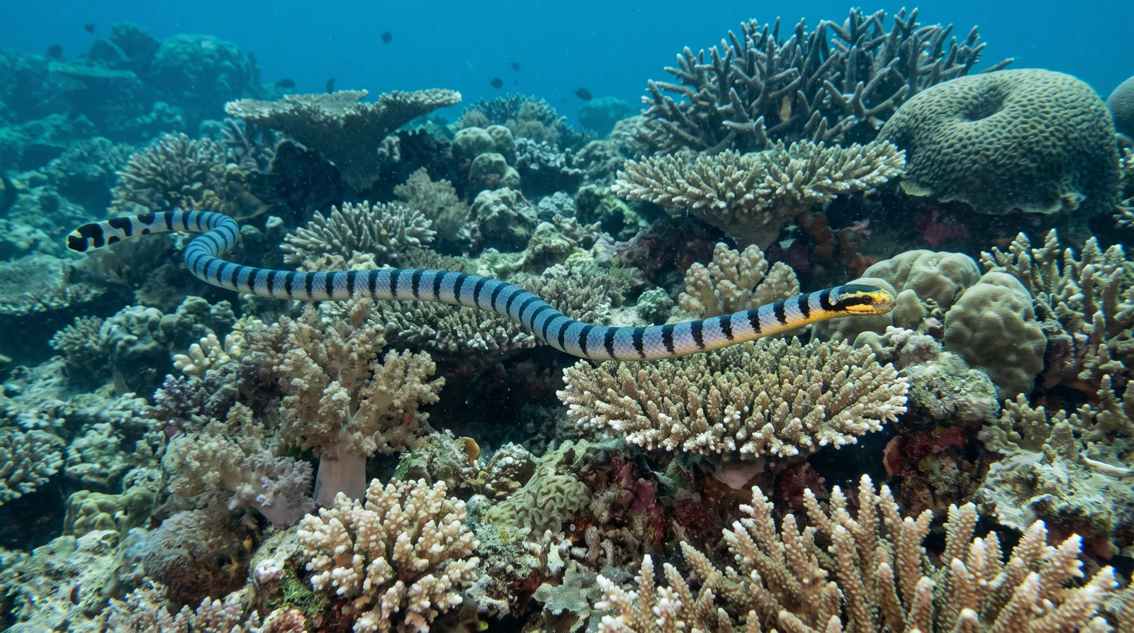 Banded Sea Krait