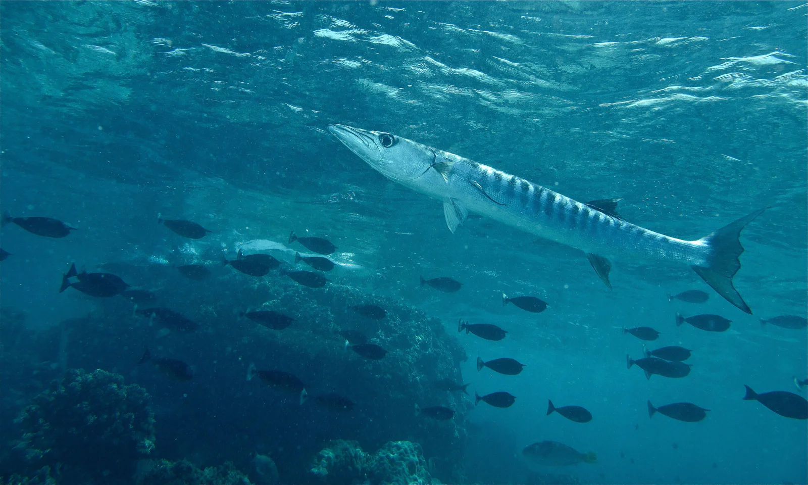 Blackfin barracuda schooling in Malaysian waters — the signature of Barracuda Point, Sipadan.