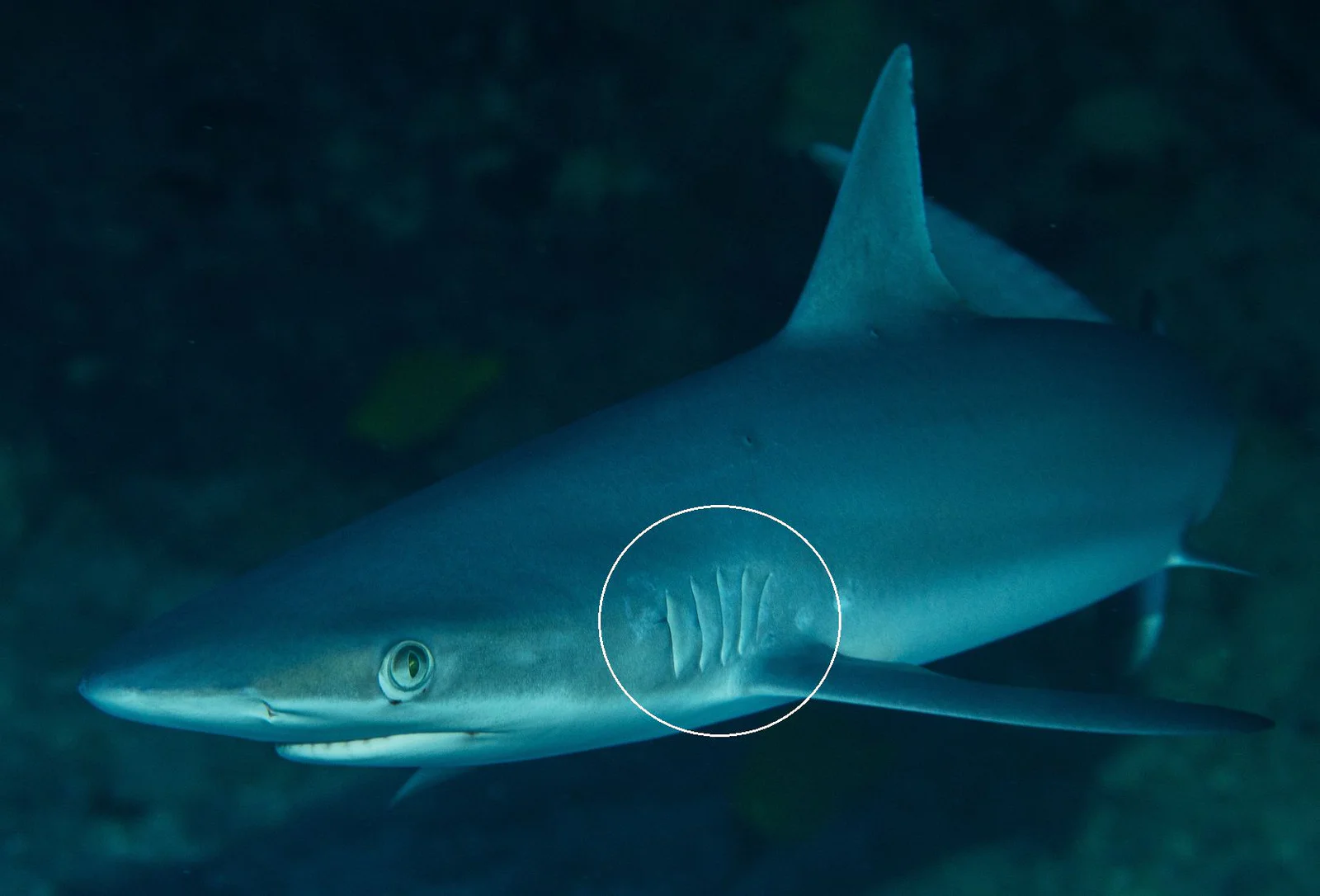 A grey reef shark swimming along a reef edge in clear blue water.