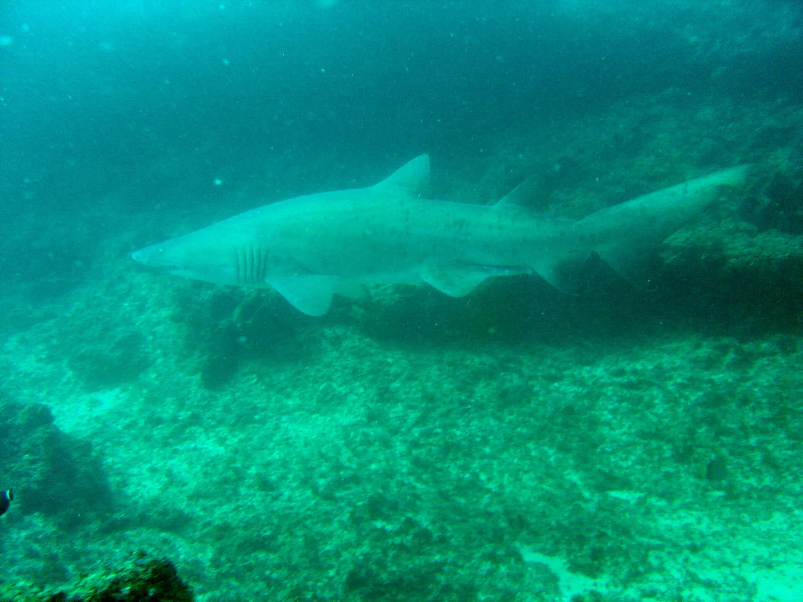Ragged-tooth shark (Carcharias taurus) — the winter aggregation species at Aliwal Shoal.