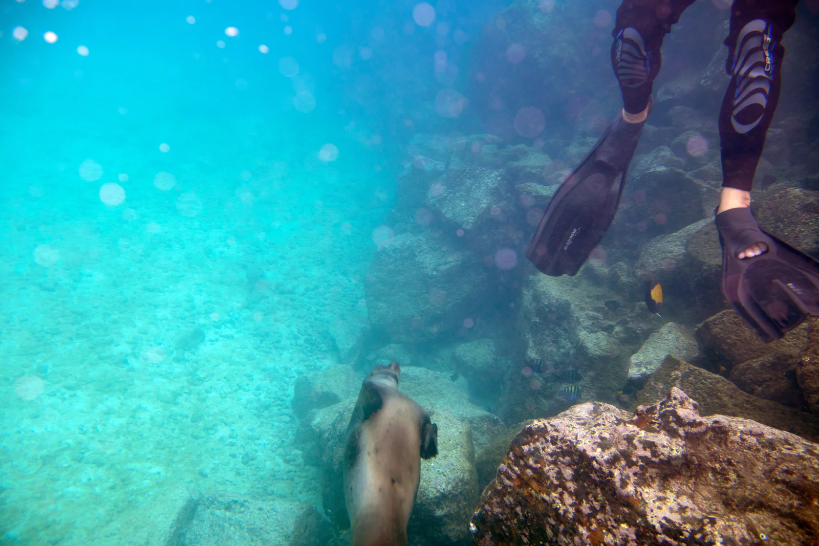 Galápagos sea lion — a signature encounter at Cousin’s Rock, Galápagos.