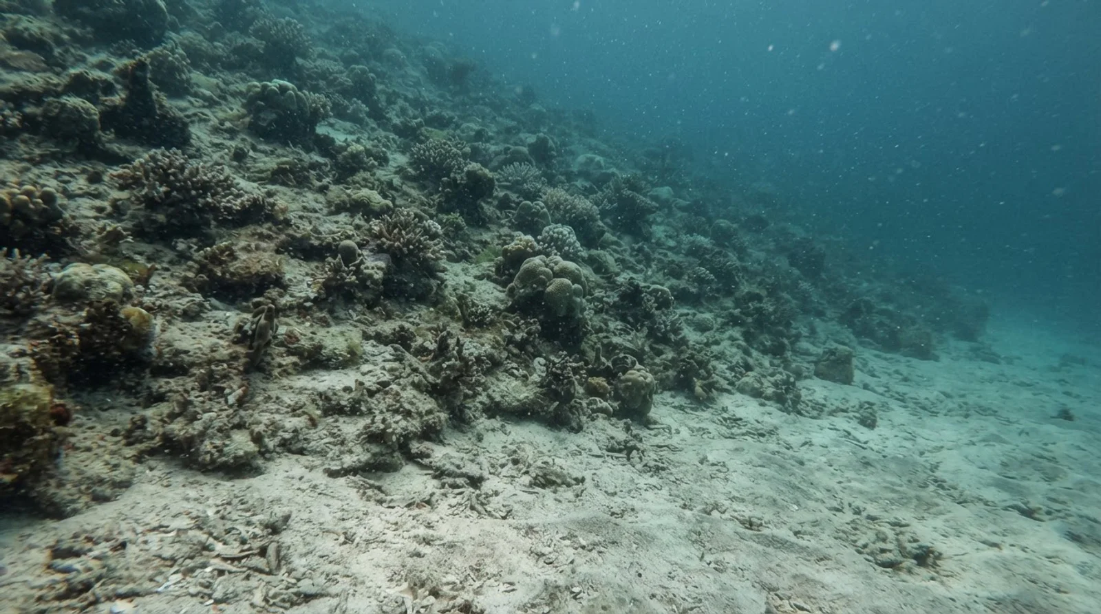 AI-generated illustration; site appearance unverified. Illustrative underwater reef habitat for Bunga Bend. Not a photograph of the site.