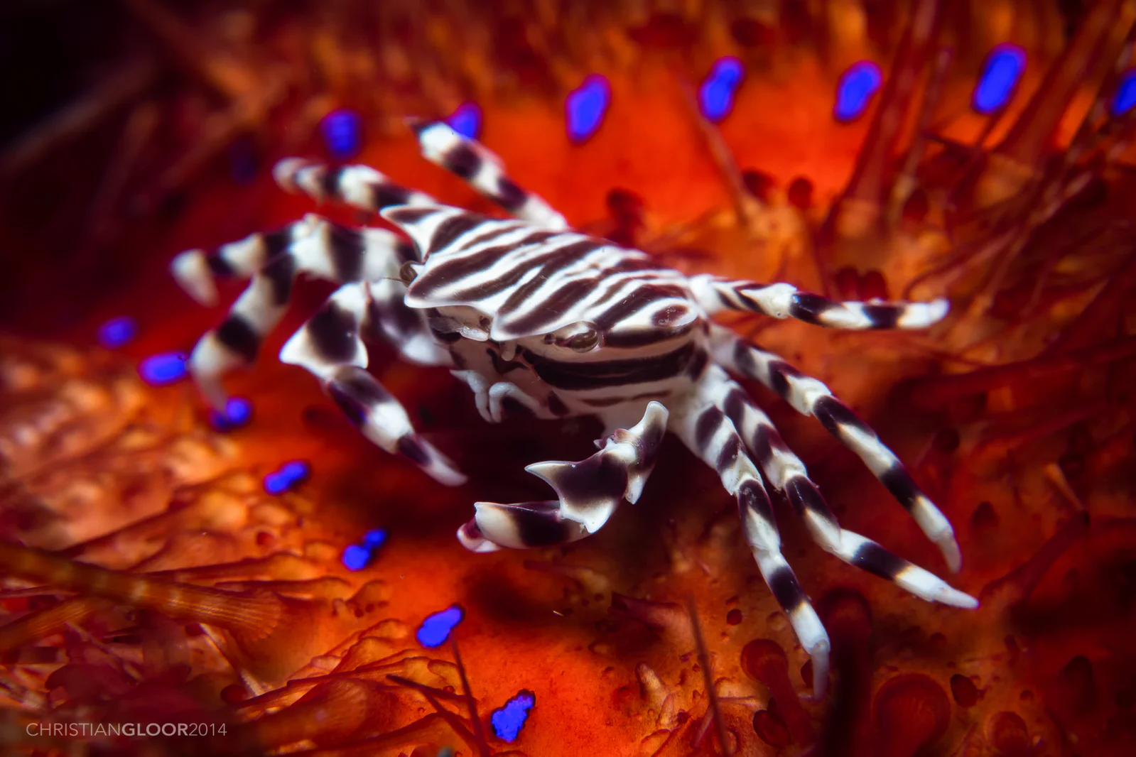 Zebra Crab