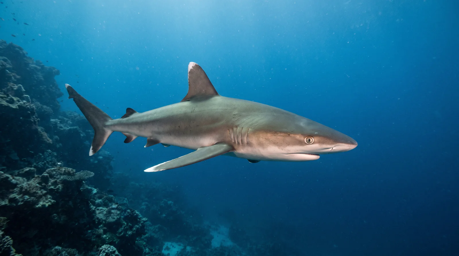 Silvertip Shark
