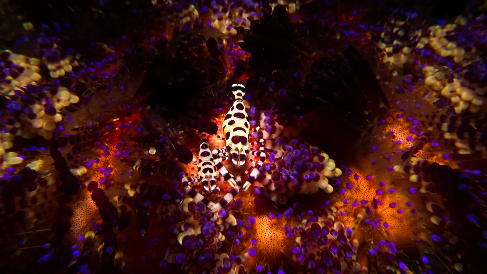 A pair of Coleman shrimp nestled in a cleared patch on a fire urchin in Anilao.