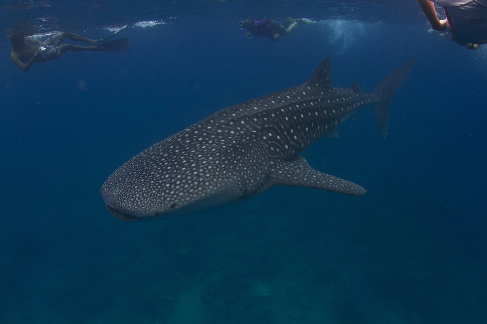 Maamigili Beyru (Whale Shark Point)