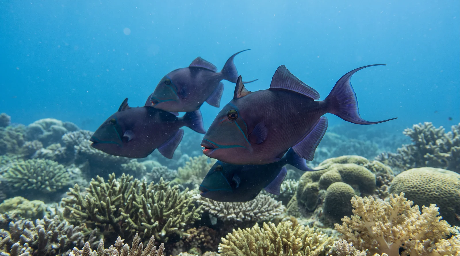 Redtoothed Triggerfish