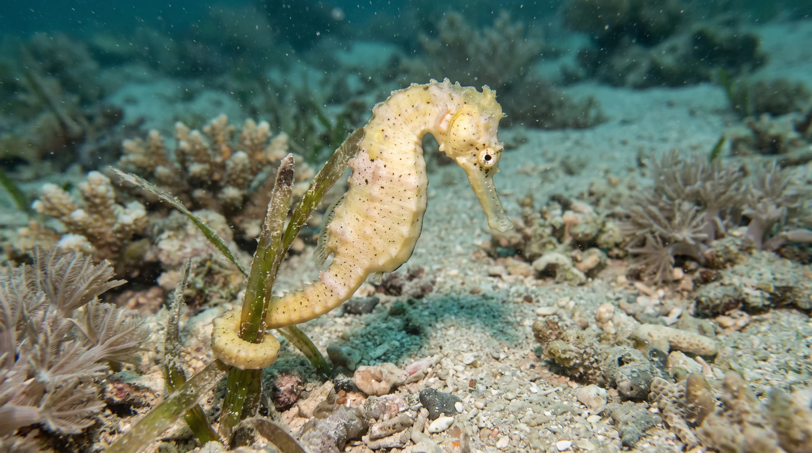 Common (Yellow) Seahorse