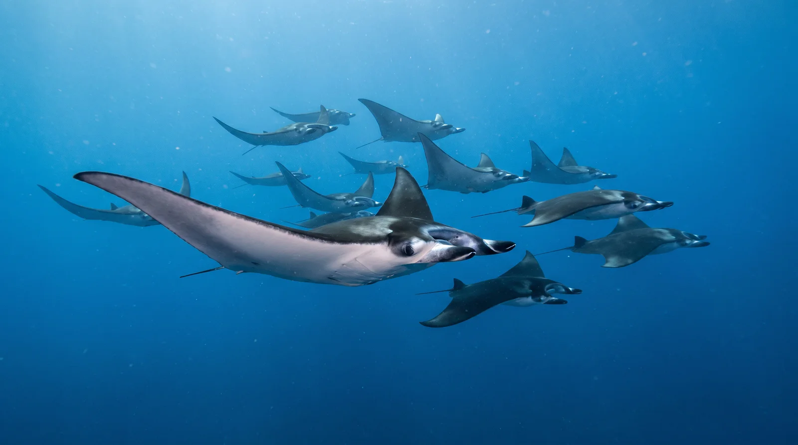 Mobula Ray