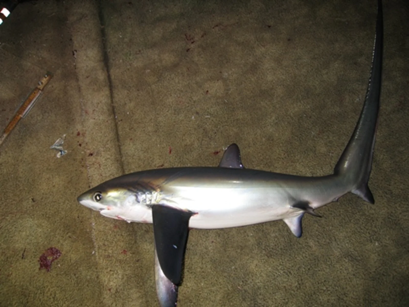 Diving at Monad Shoal