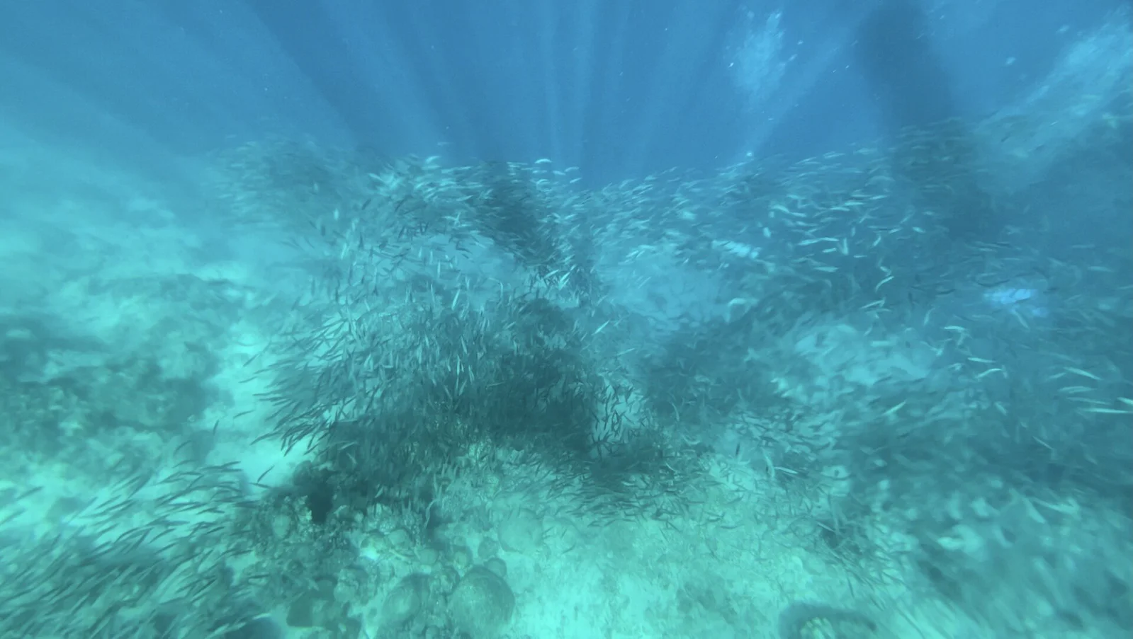 The Moalboal sardine run swirling over the seafloor off Panagsama Beach.