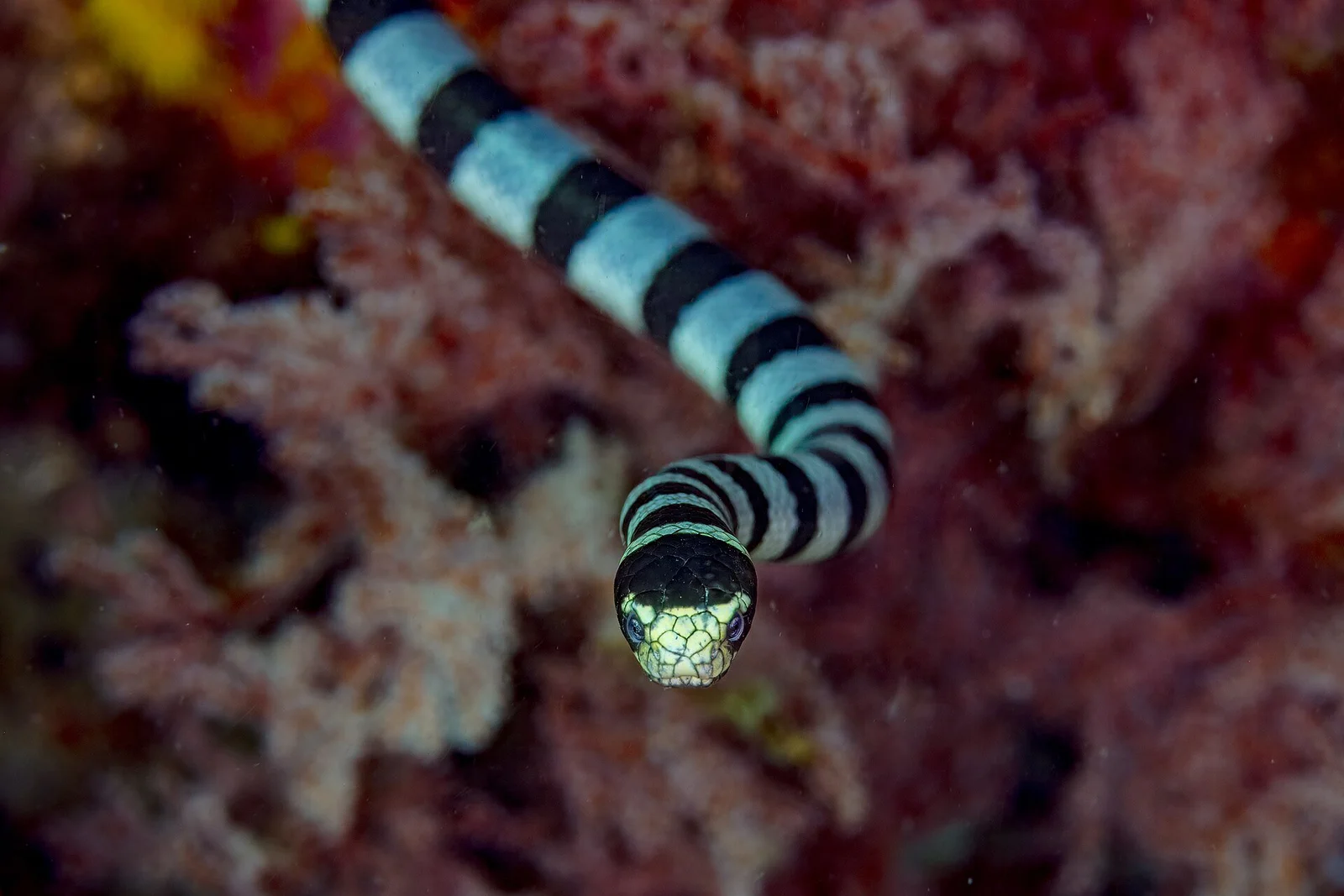 Cervera Shoal