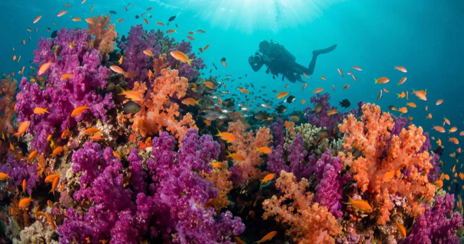 Diving Raja Ampat: The Complete Trip-Planning Guide