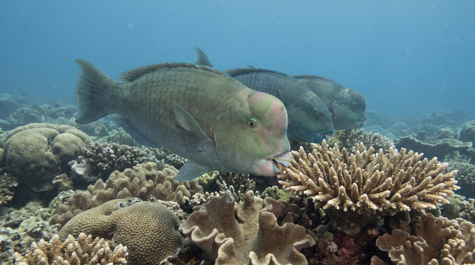 Bumphead Parrotfish