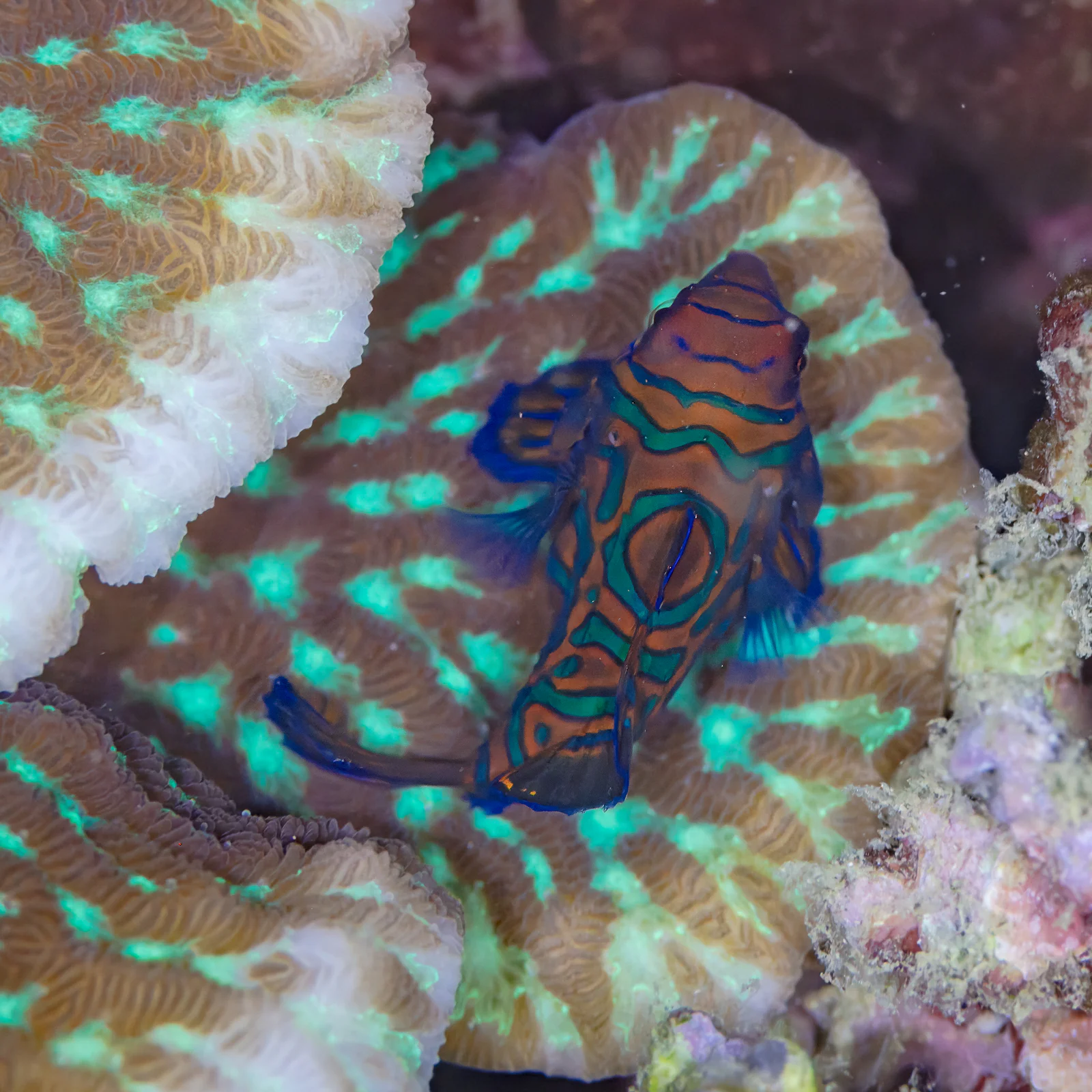Mandarinfish