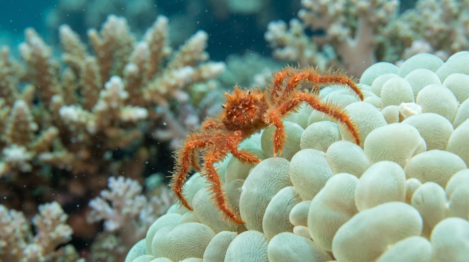 Orangutan Crab
