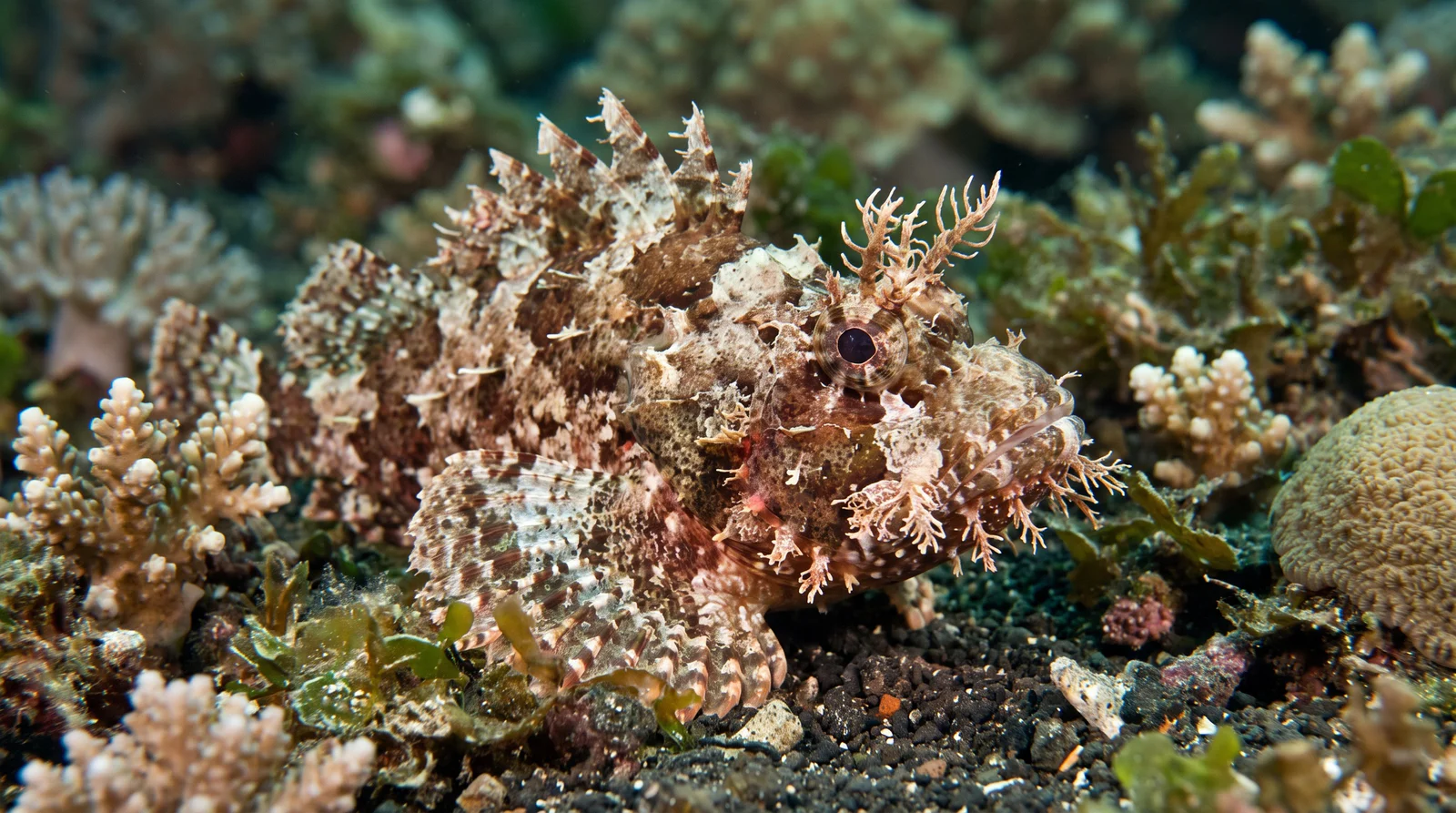 Ambon Scorpionfish