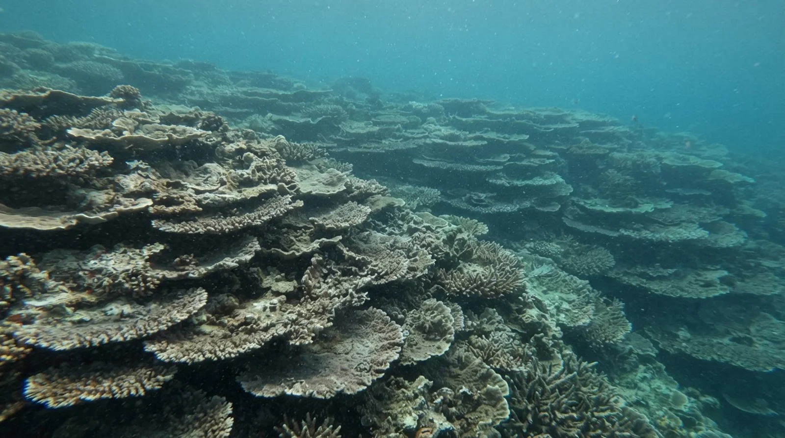 AI-generated illustration; site appearance unverified. Illustrative underwater reef habitat for Hibo Reef. Not a photograph of the site.