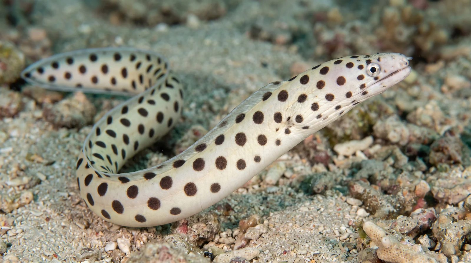 Spotted Snake Eel