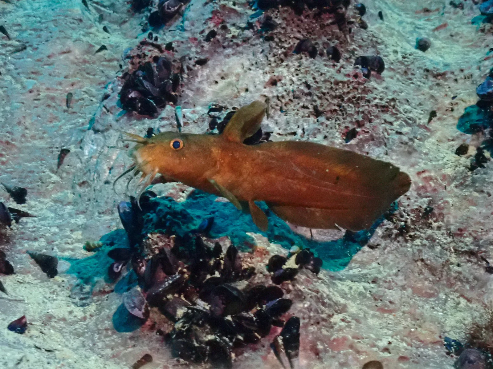 Twin Peaks Reef
