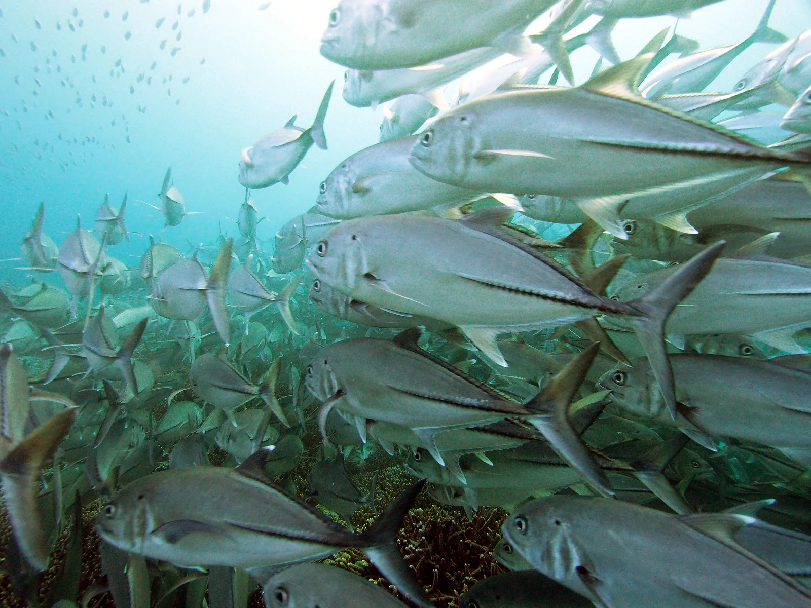 A dense school of bigeye trevally swirling in Great Barrier Reef waters.