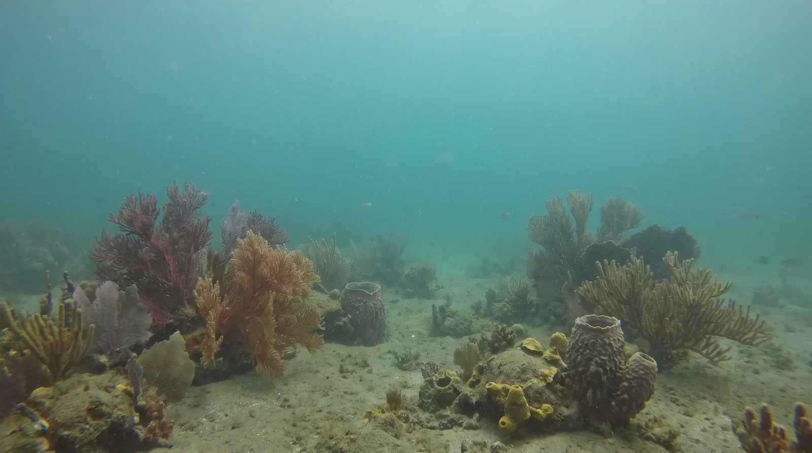 Cogon Point