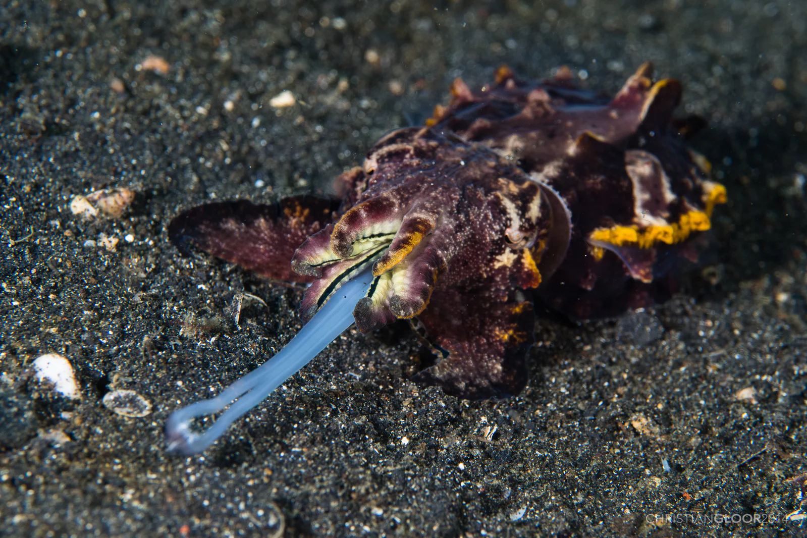 Flamboyant Cuttlefish