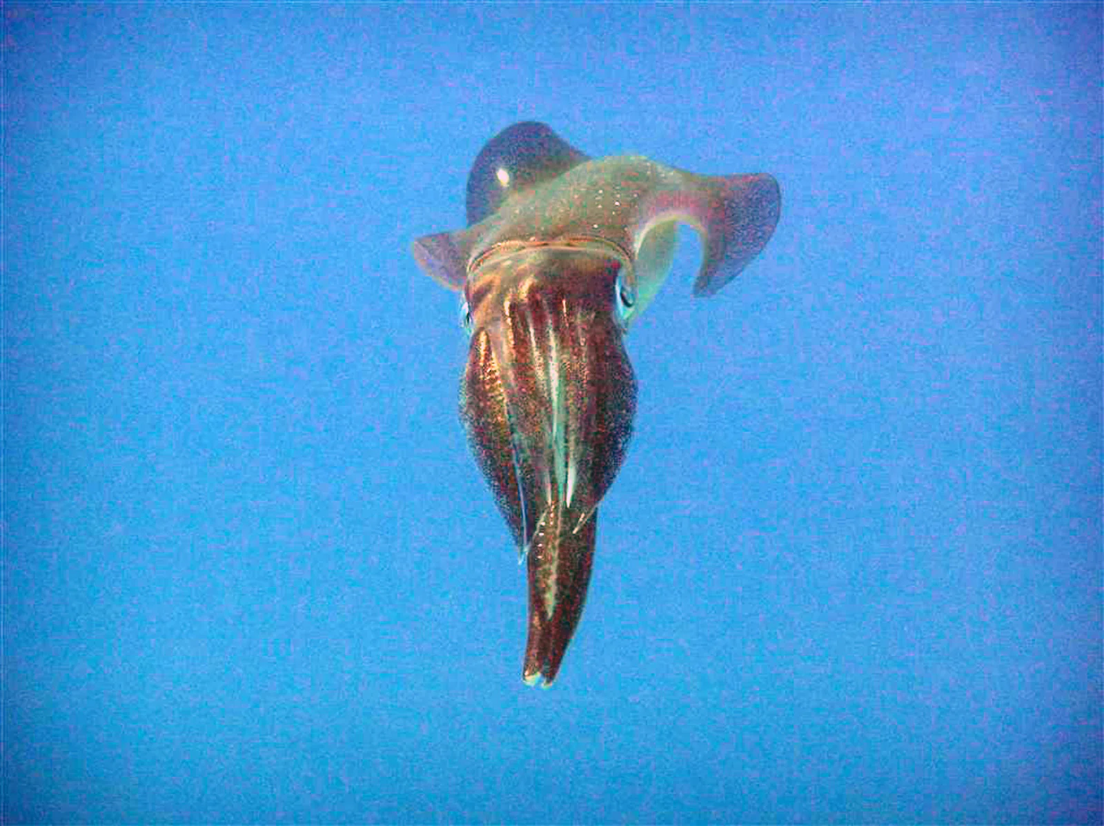 Bigfin Reef Squid