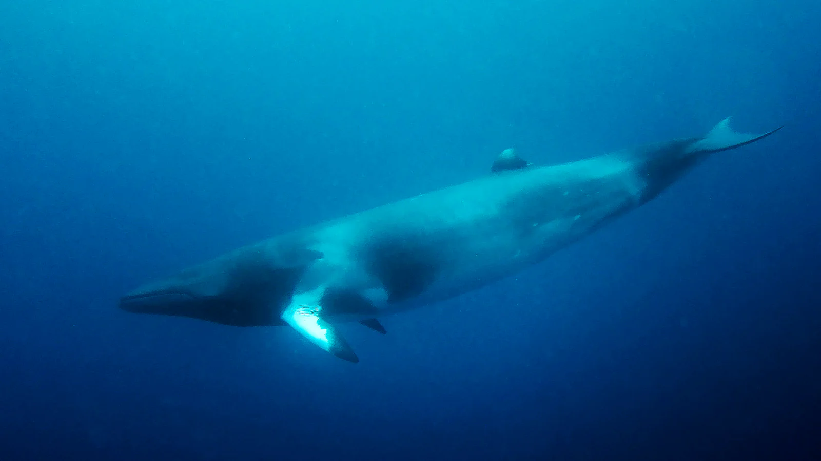 A dwarf minke whale approaching divers in Great Barrier Reef waters.