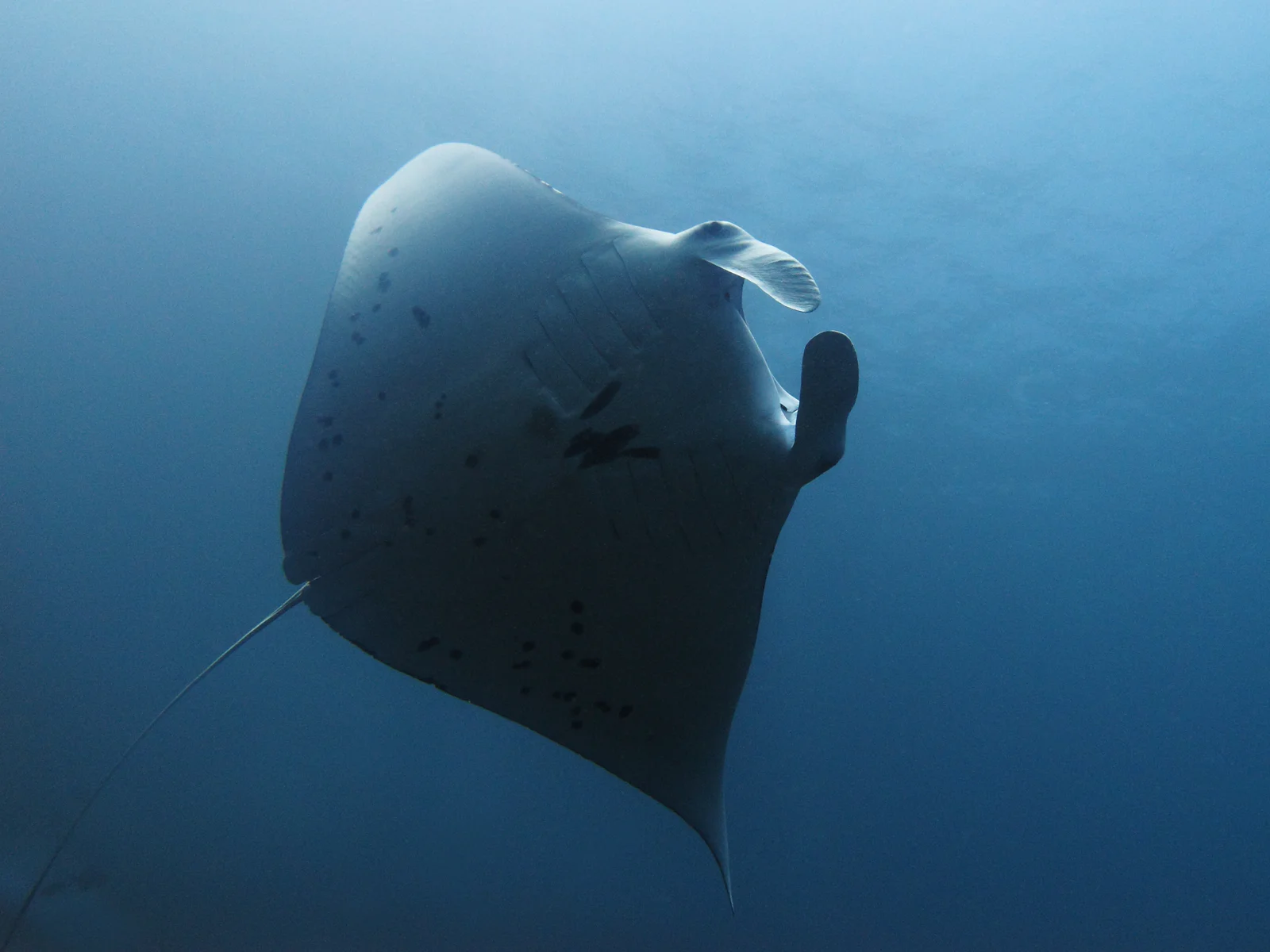 A reef manta ray (Mobula alfredi) gliding through plankton-rich water at Manta Alley, south Komodo.