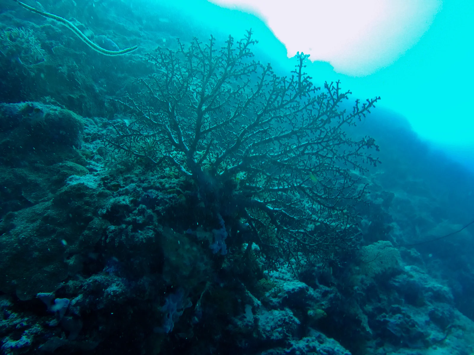 A large gorgonian sea fan spread open against a tropical coral reef backdrop.