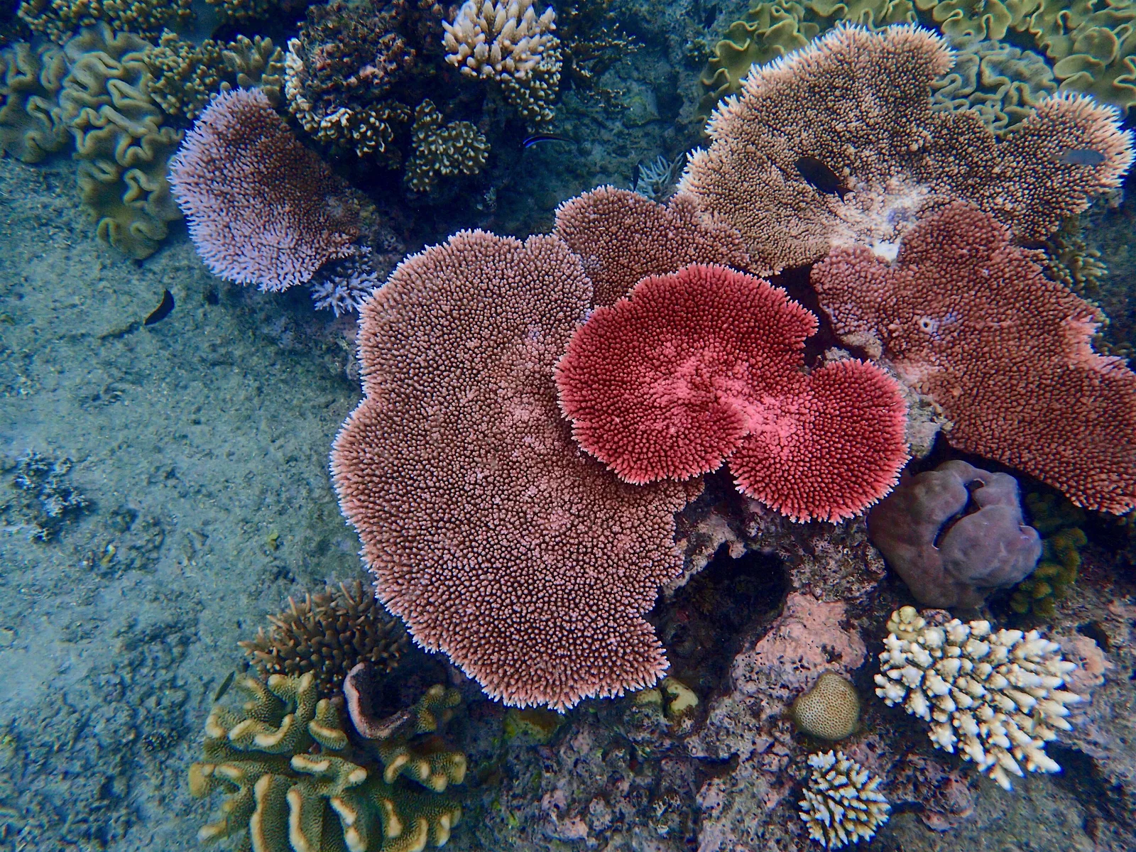 Hastings Reef