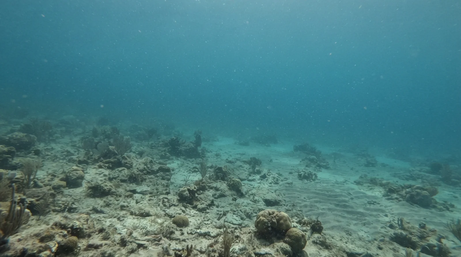 AI-generated illustration; site appearance unverified. Illustrative underwater coral habitat scene for Medicare. Not a photograph of the site.