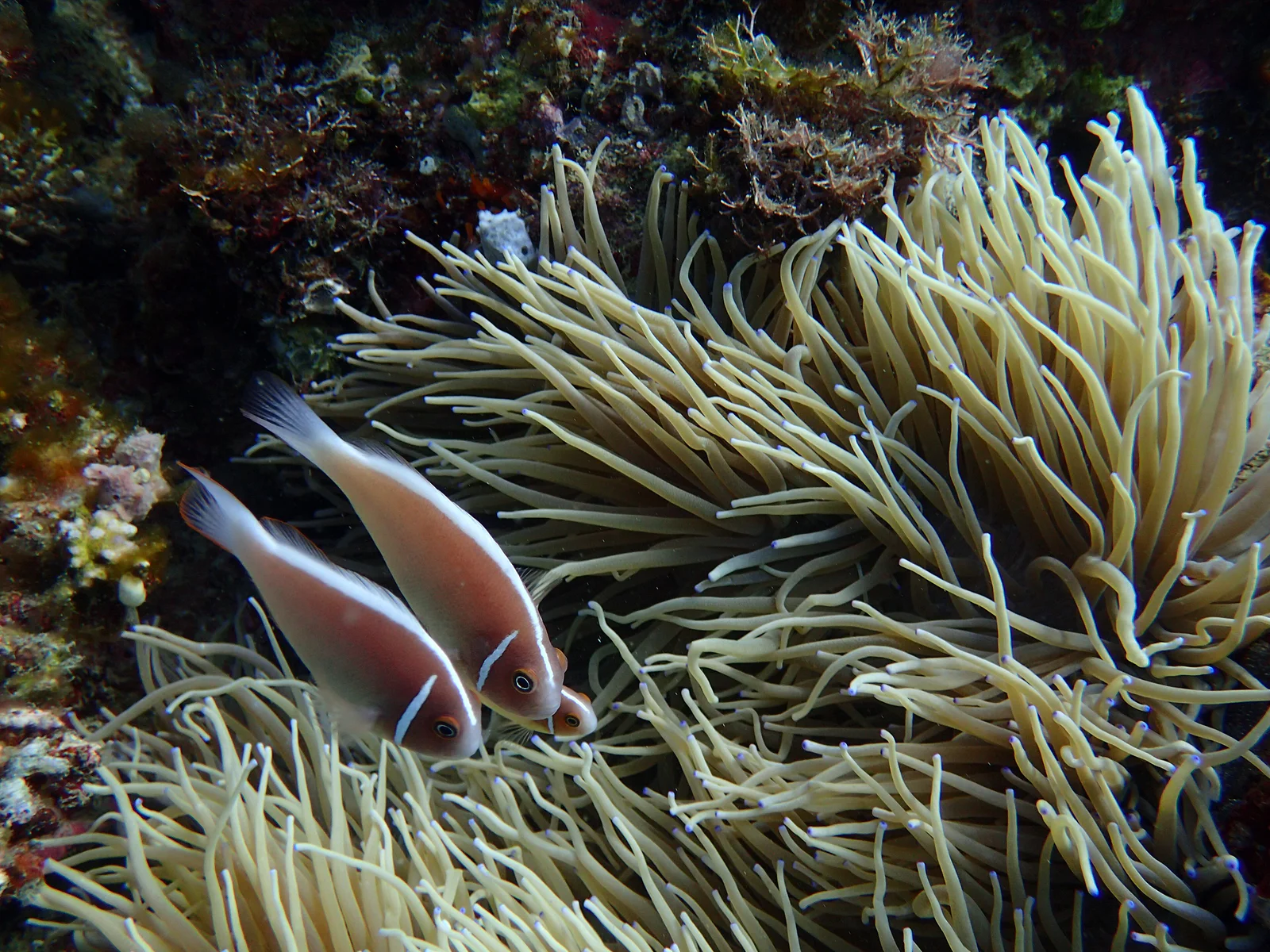 Coral Cove