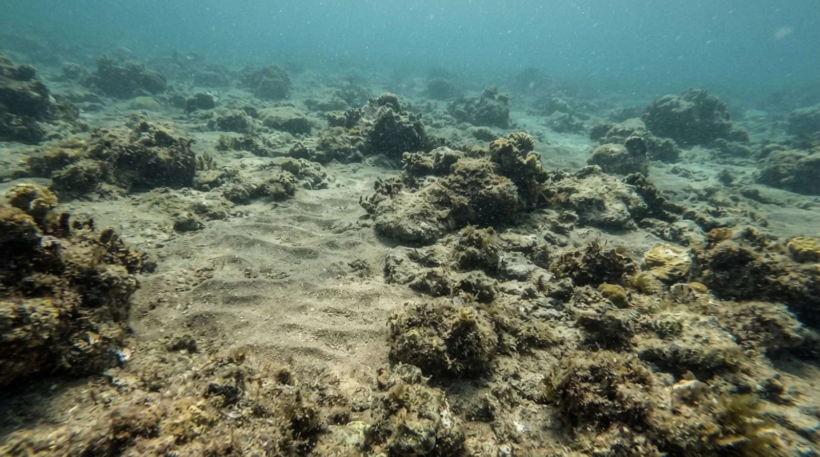 AI-generated illustration; site appearance unverified. Illustrative underwater reef habitat for Agahuta. Not a photograph of the site.