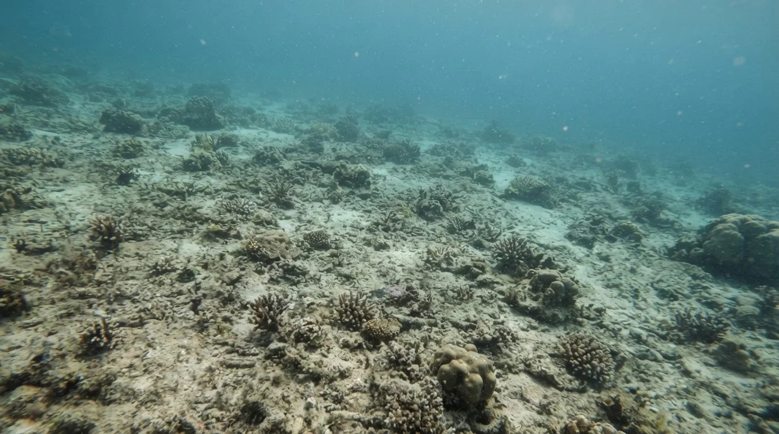 AI-generated illustration; site appearance unverified. Illustrative underwater habitat scene for Caticugan Marine Protected Area. Not a photograph of the site.