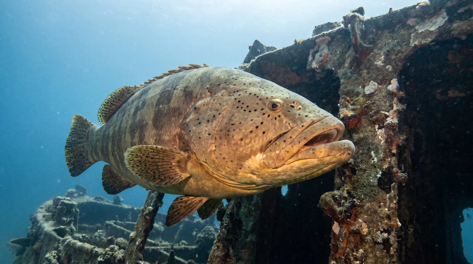 Goliath Grouper