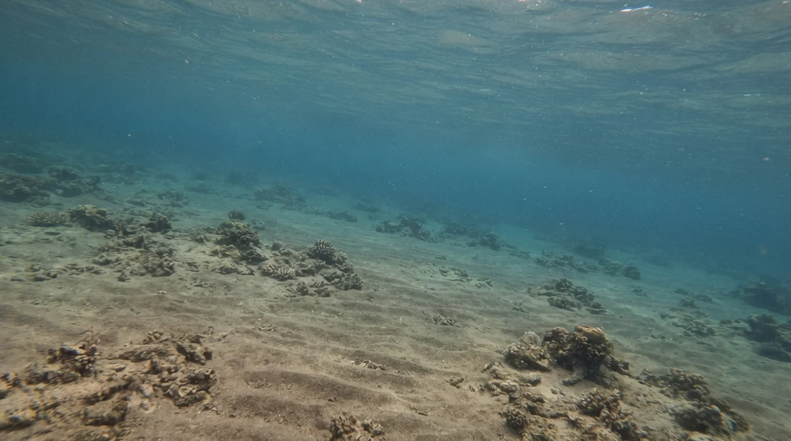 AI-generated illustration; site appearance unverified. Illustrative underwater habitat scene for Talisay. Not a photograph of the site.