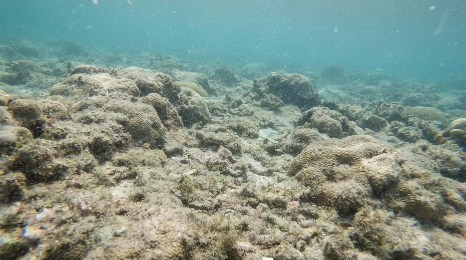 AI-generated illustration; site appearance unverified. Illustrative underwater reef habitat for Runway Reef. Not a photograph of the site.
