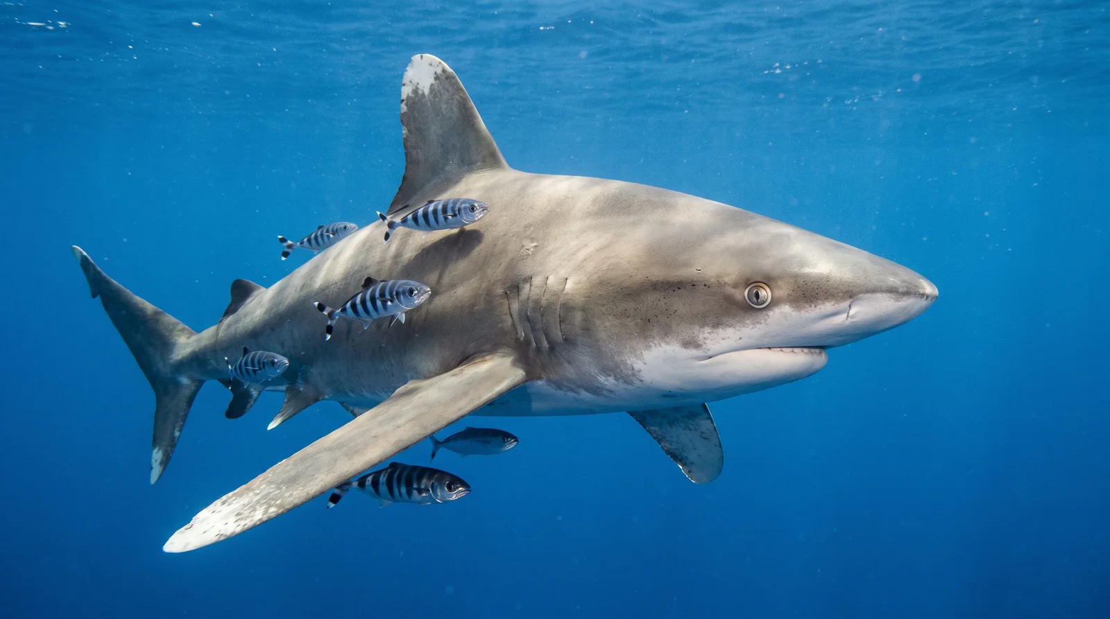 Oceanic Whitetip Shark