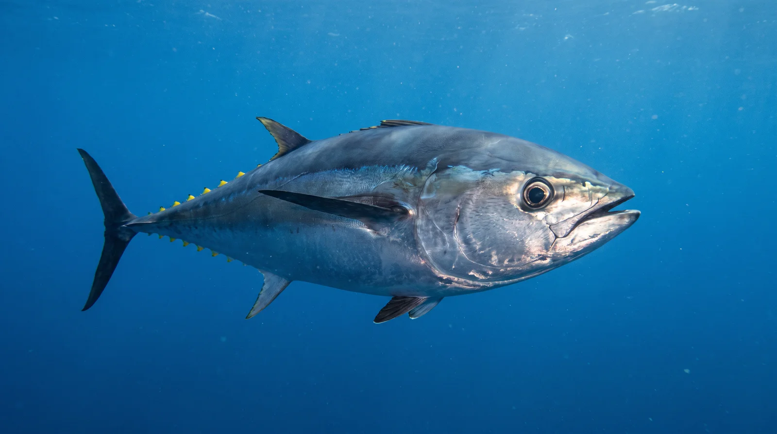 AI-generated illustration; species identification unverified. Bigeye Tuna (Thunnus obesus)