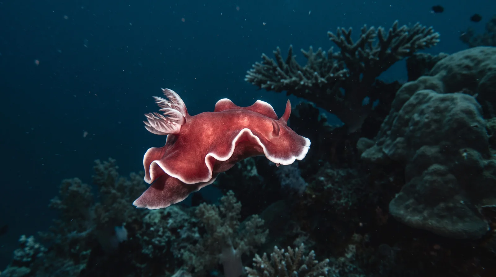 Spanish Dancer