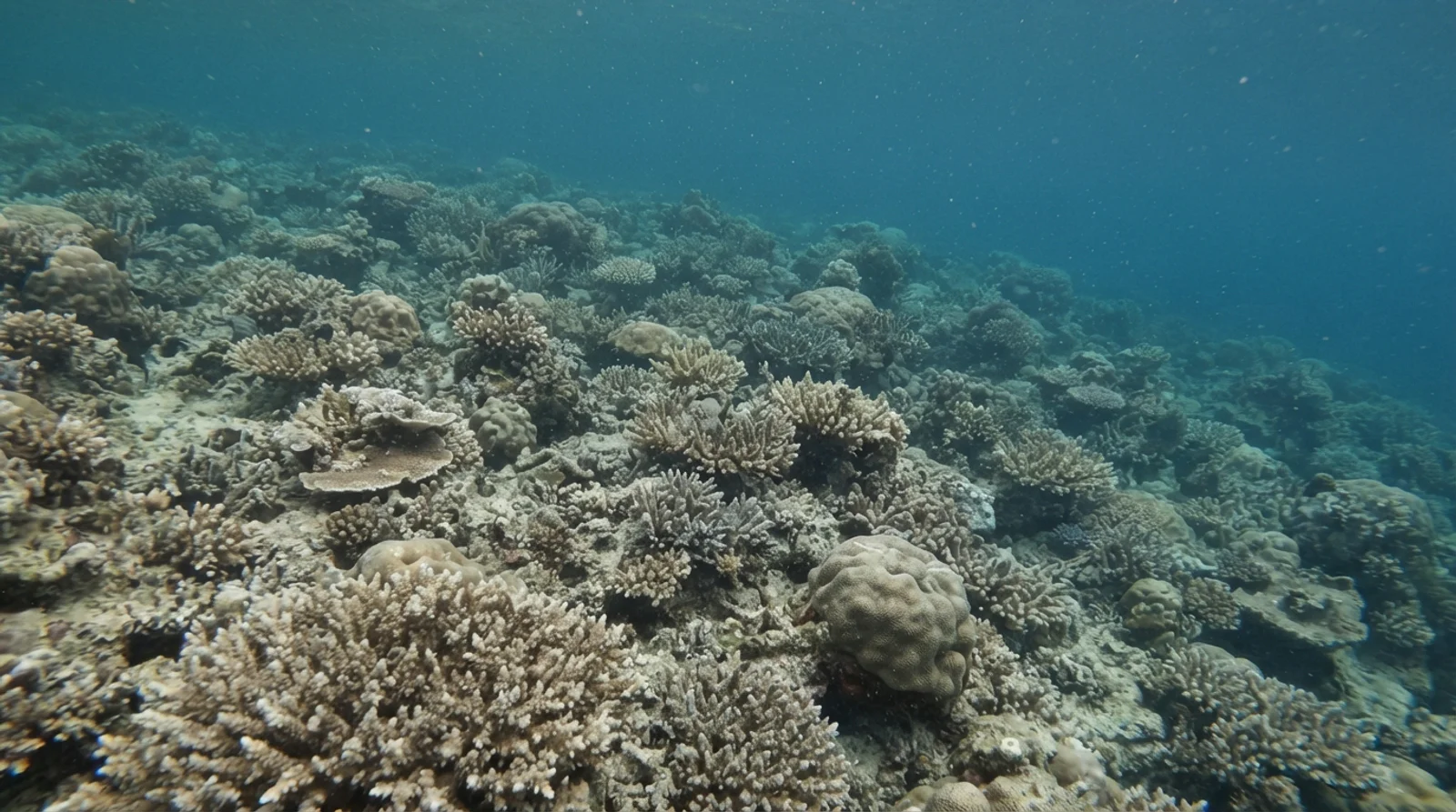 AI-generated illustration; site appearance unverified. Bulak — generic AI-generated illustration of a Philippine reef dive; not a depiction of this site.