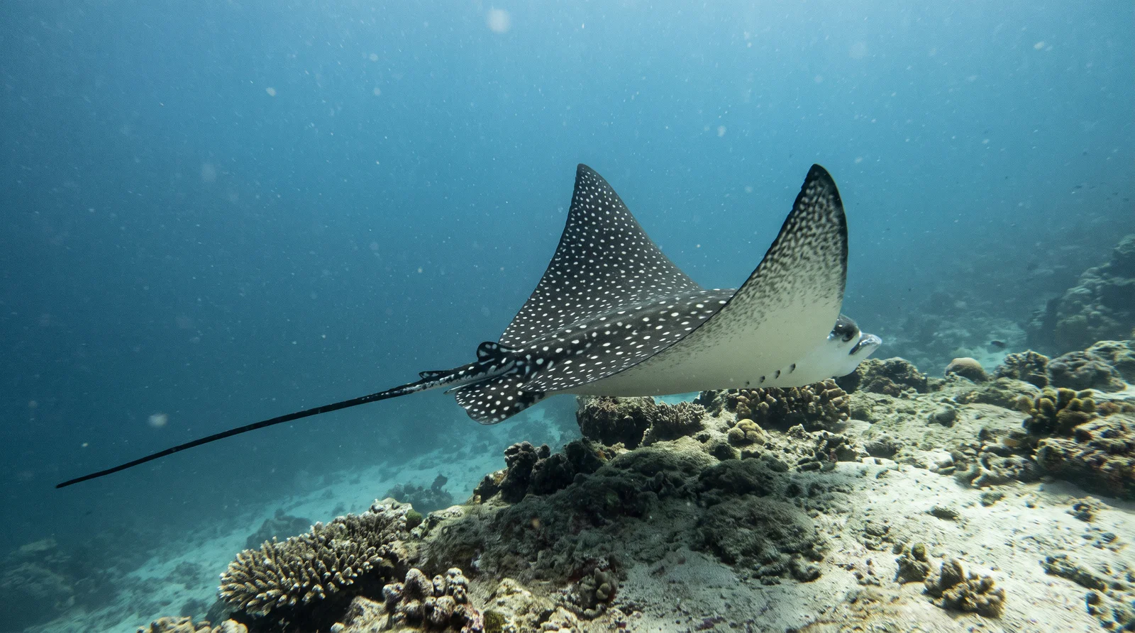 Eagle Ray (assorted)