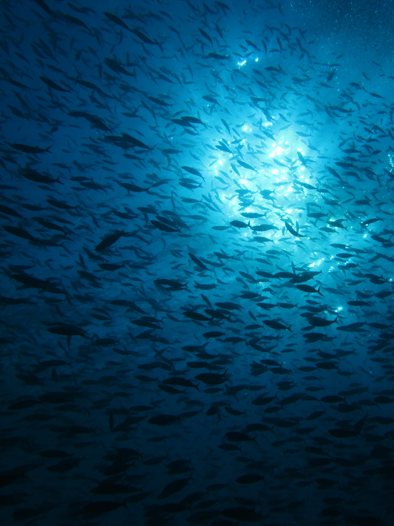 Enormous schools of fish swirling beneath the sunlit surface at Castle Rock, a submerged seamount near Gili Lawa Laut in Komodo National Park.
