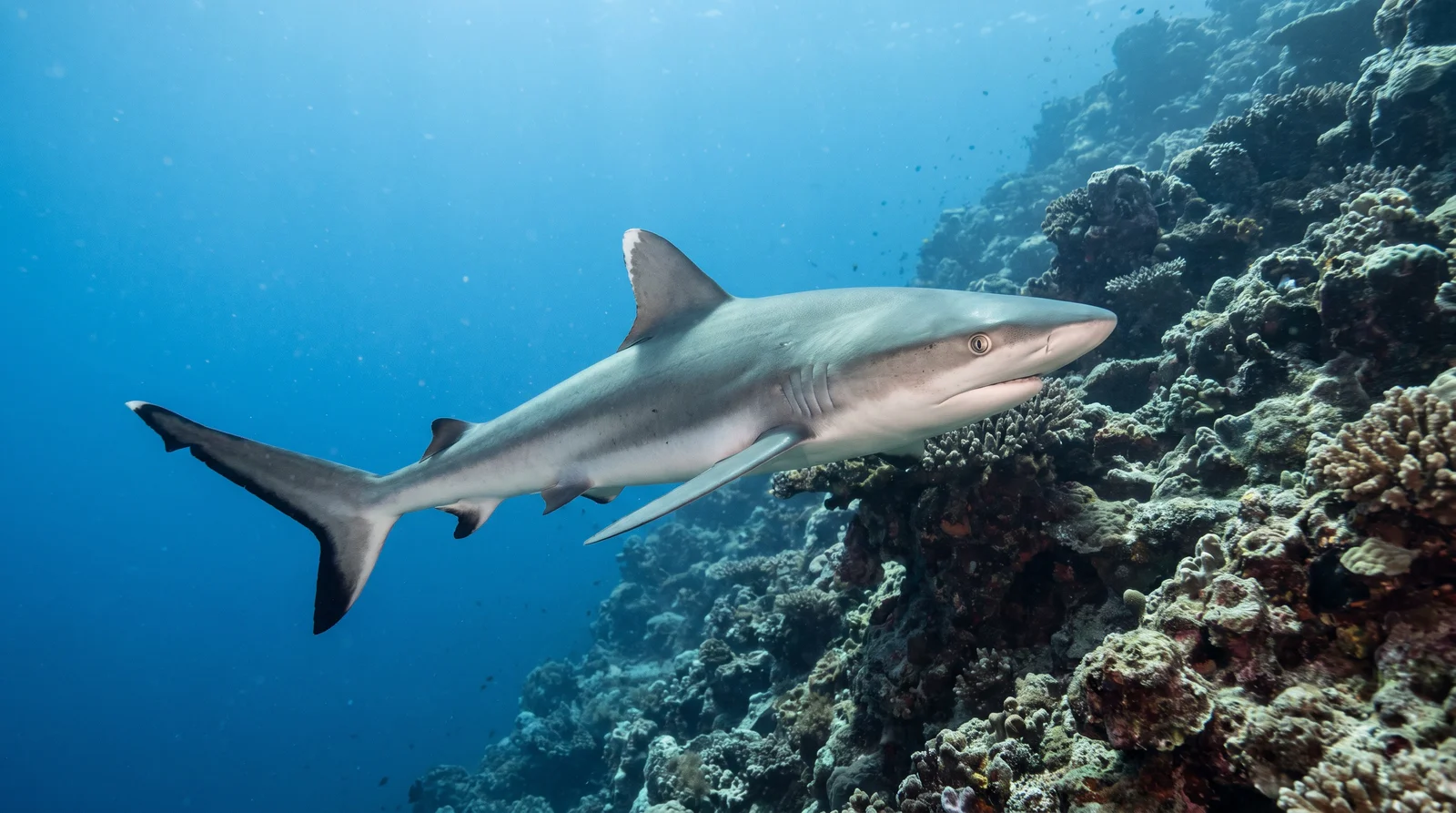 Grey Reef Shark