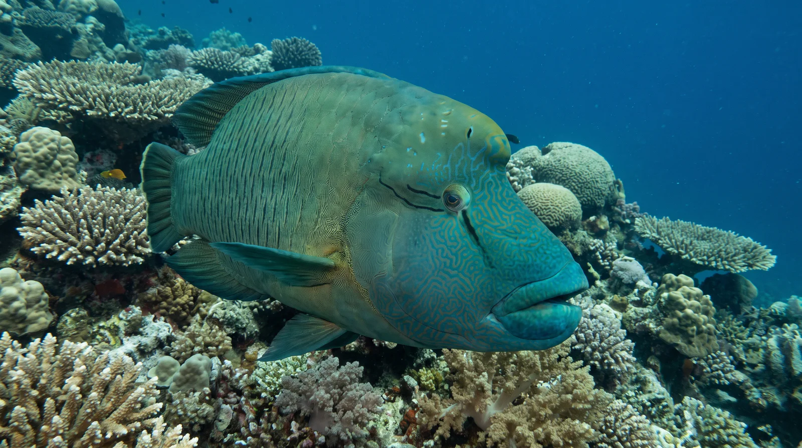 Humphead Wrasse (Napoleon)