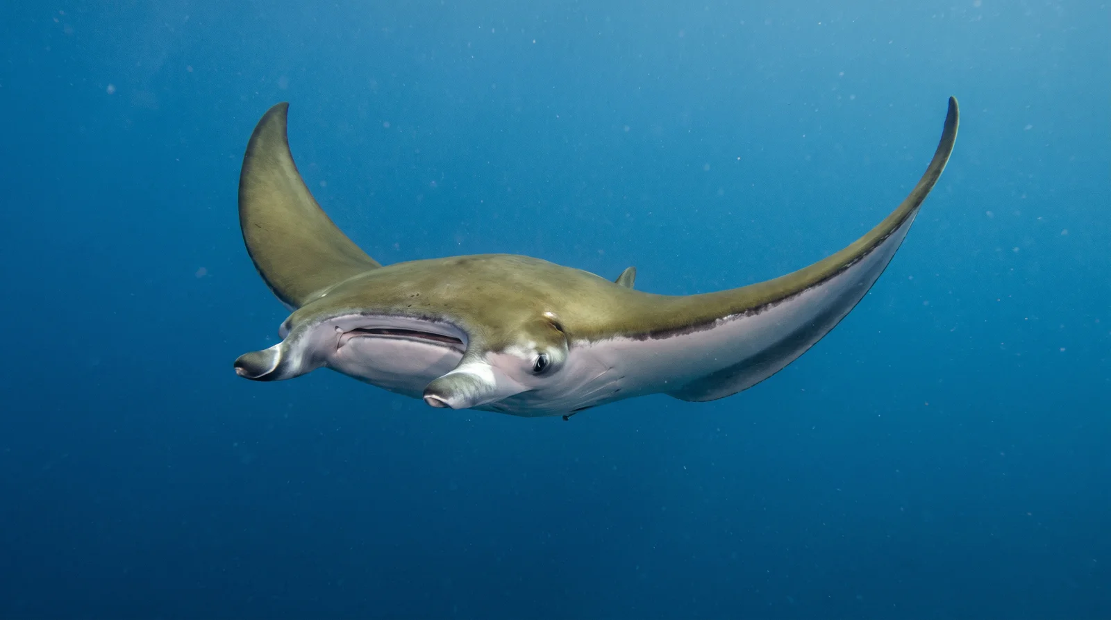 Sicklefin Devil Ray